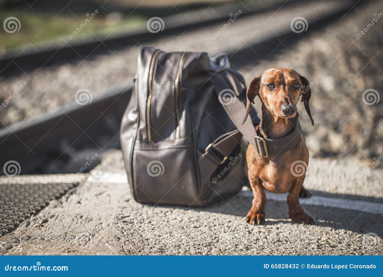 dachshund in backpack