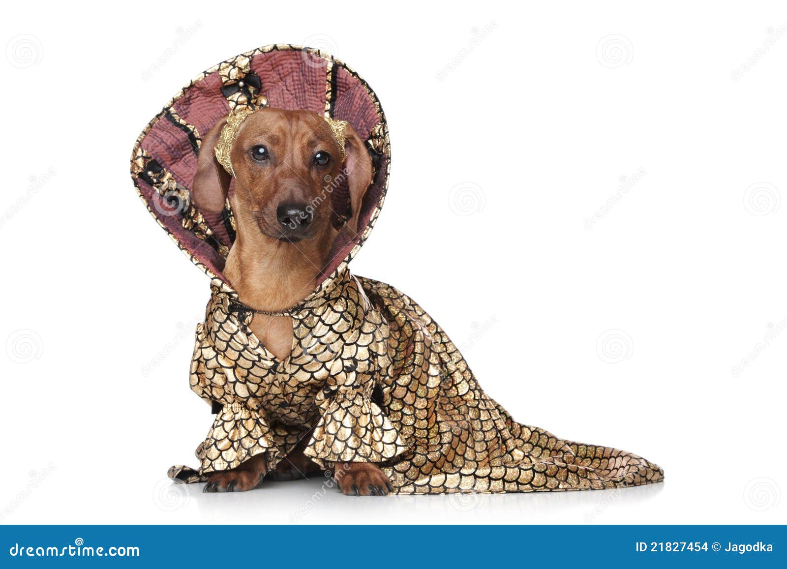 Dachshund in Fashionable Clothes Stock Photo Image of haired, small