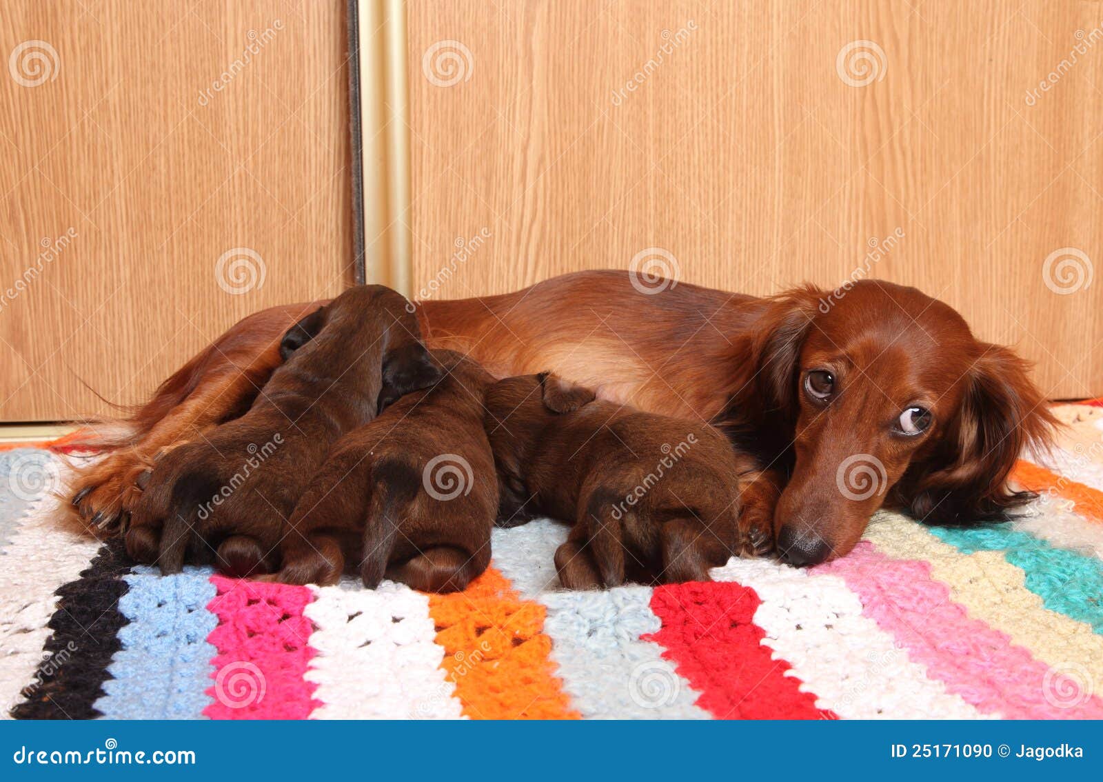 Dachshund feeding puppies stock photo. Image of whelp