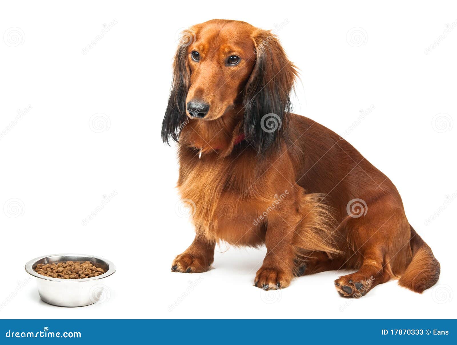 What Do Dachshunds Like Eating