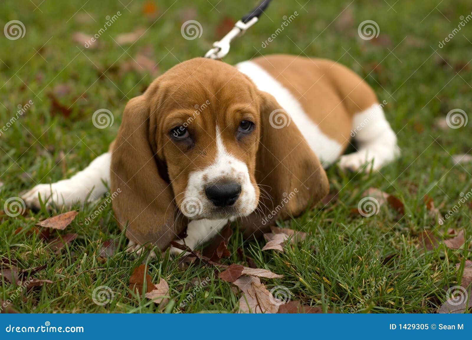 DachshundJagdhund, Der In Das Gras Legt Stockbild Bild von ohren
