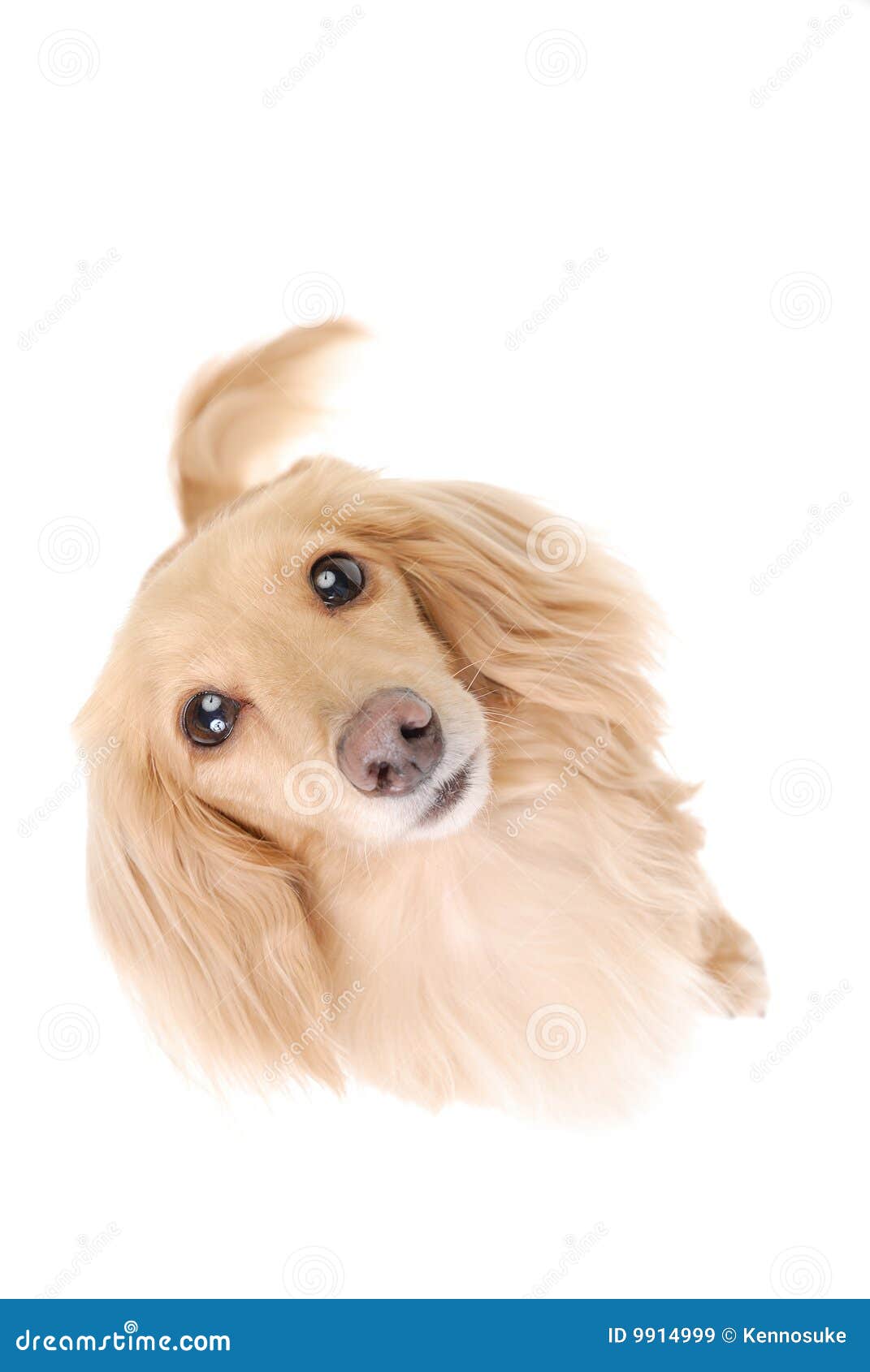 Dachshund kaninchen stock image. Image of long, brown 9914999