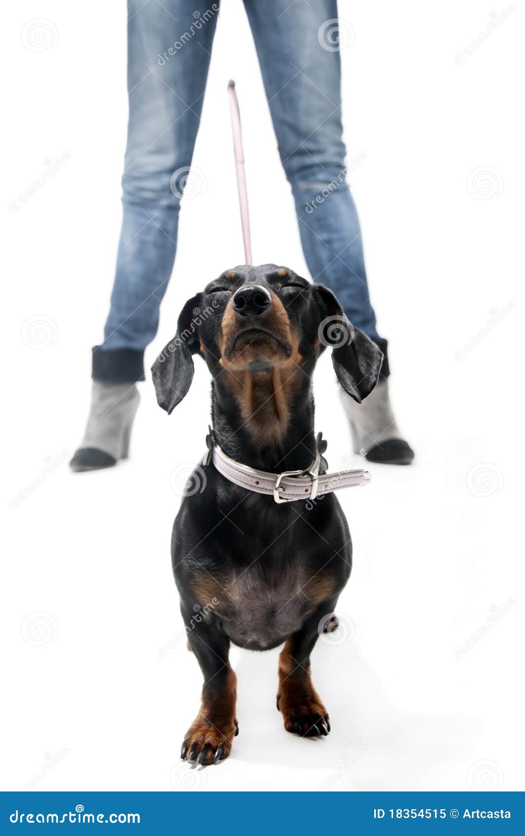 Dachshund on a leash stock image. Image of brown, collar 18354515