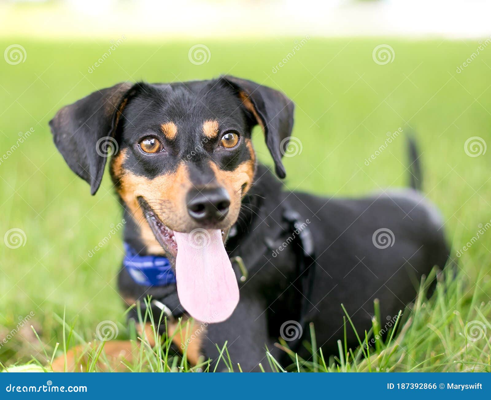 greek harehound is a mixed breed