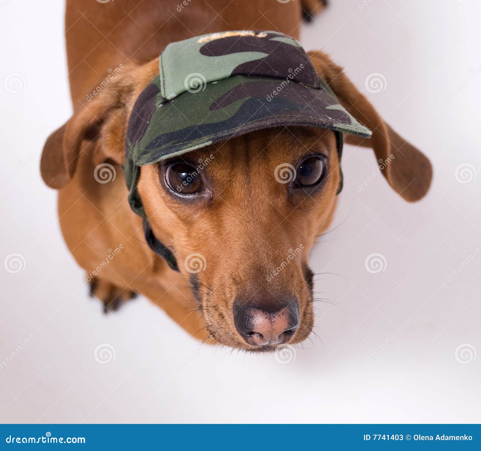 betta fish with turtle