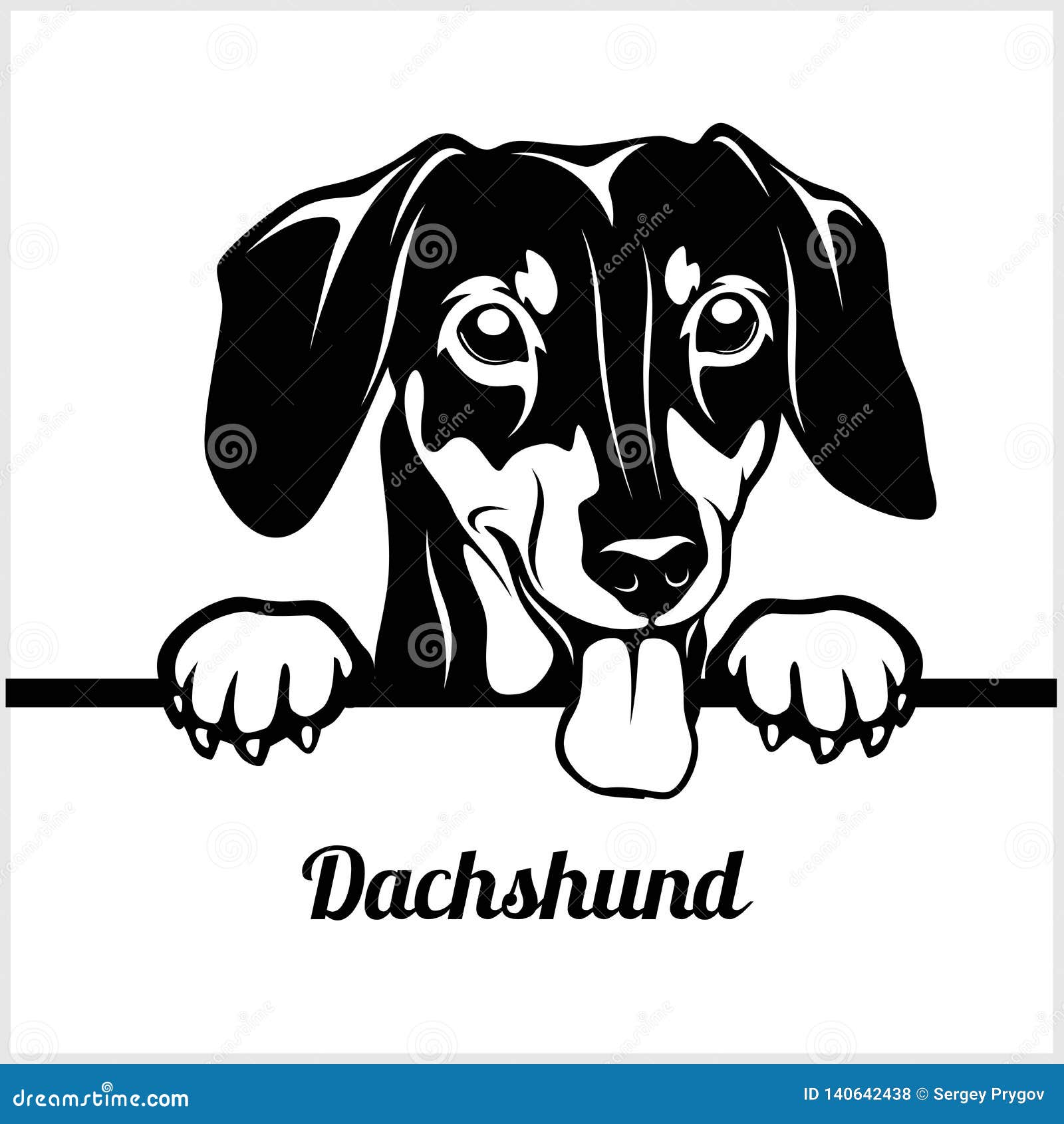 dachshund - peeking dogs - - breed face head  on white