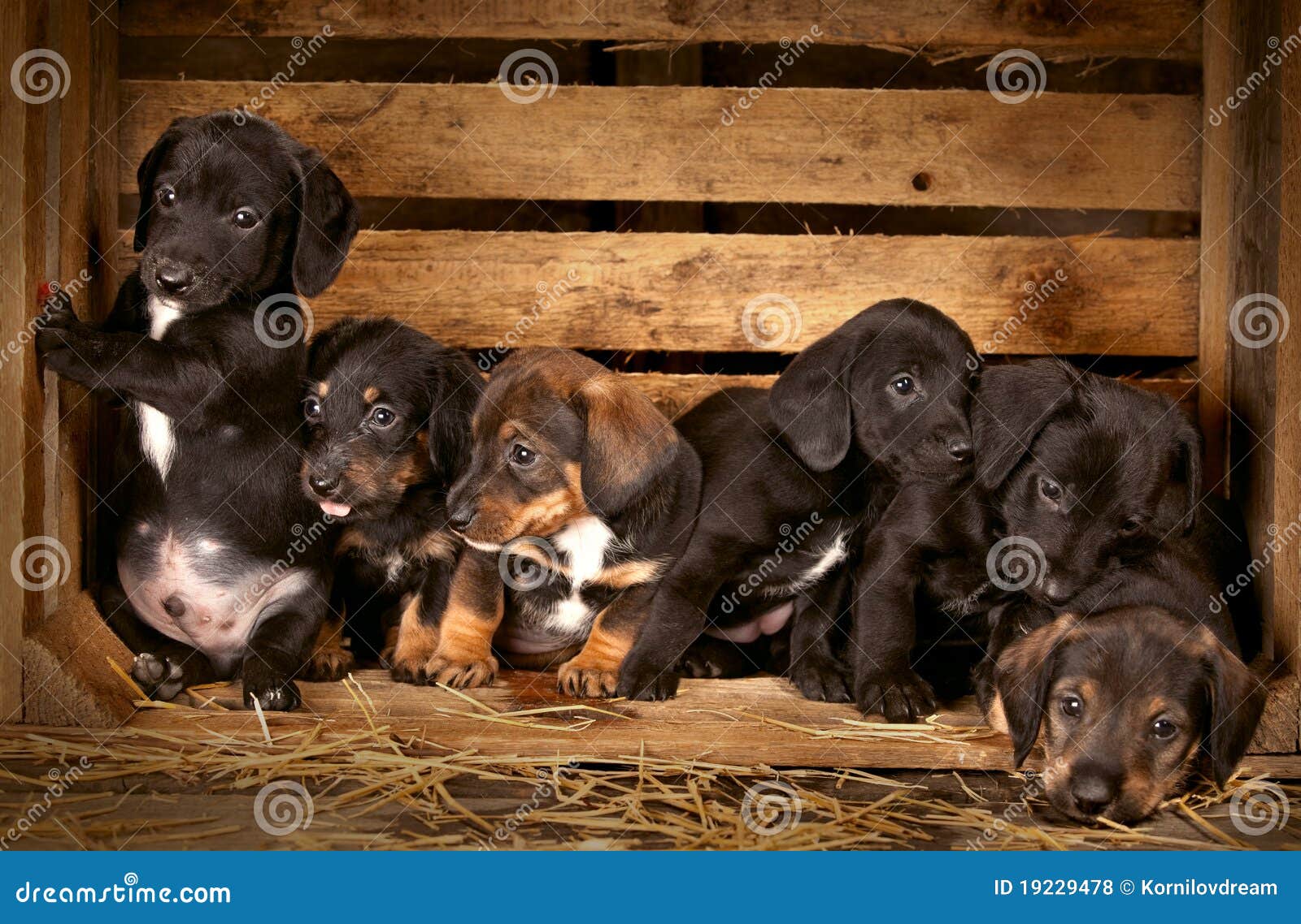 Dachshund Puppies 3 Weeks Old Stock Photo - Image of ...