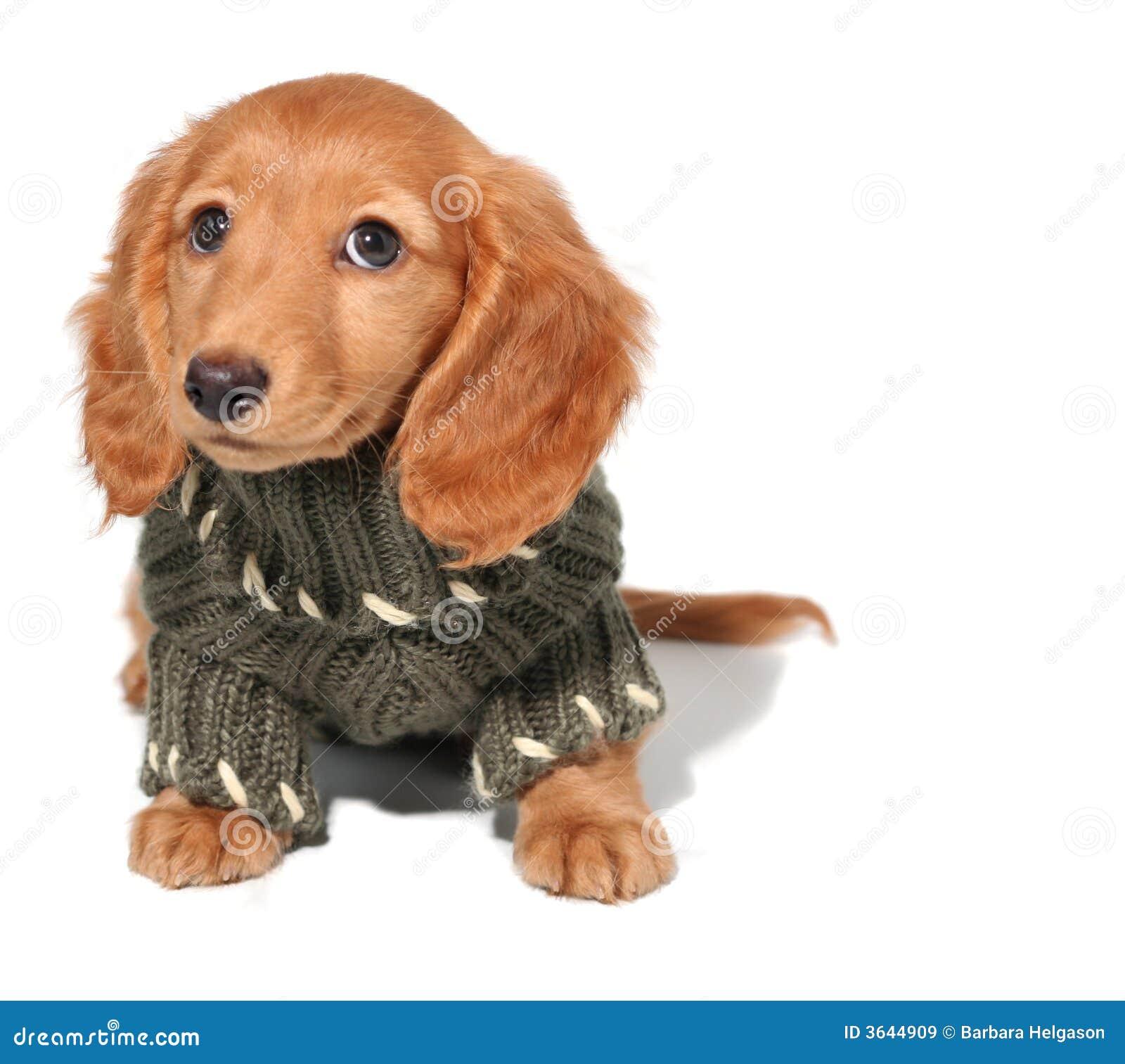 Dachshund puppy stock image. Image of clothing, mammal 3644909