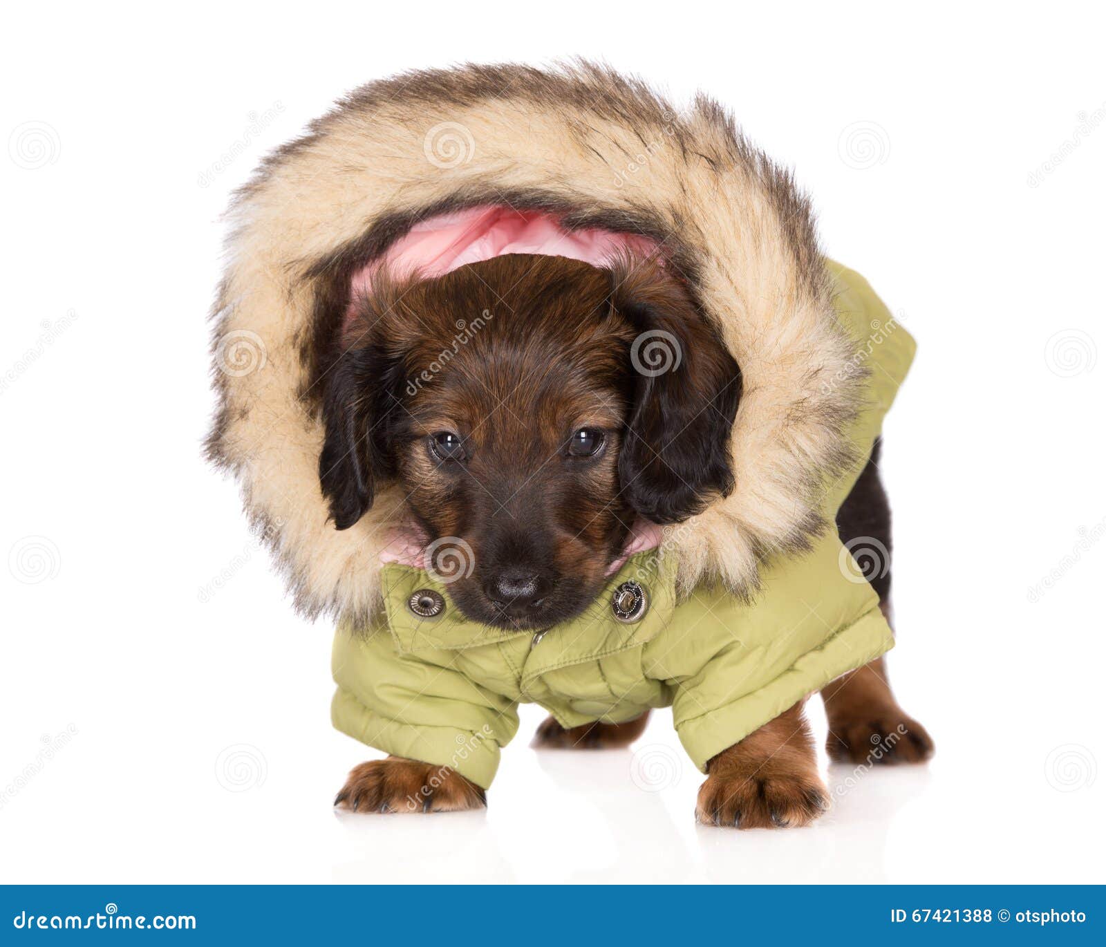 Dachshund puppy in clothes stock photo. Image of clothes 67421388