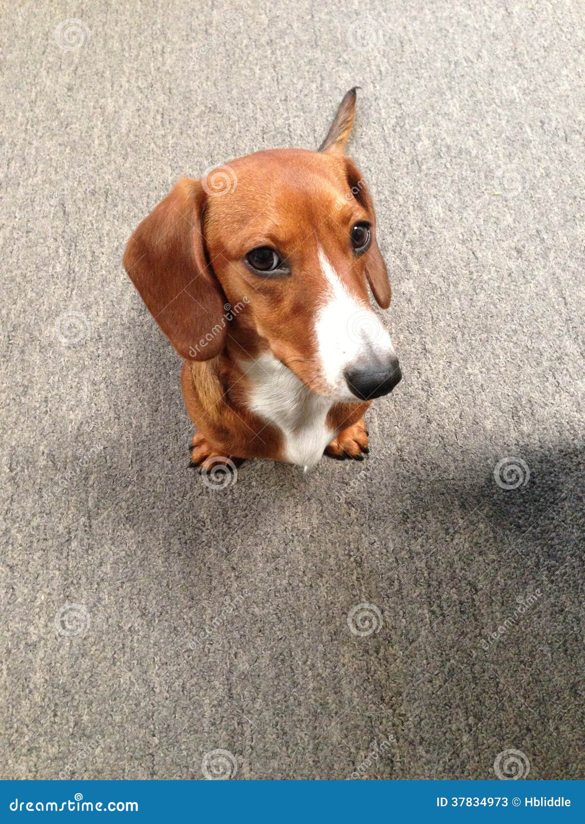 dachshund with white chest