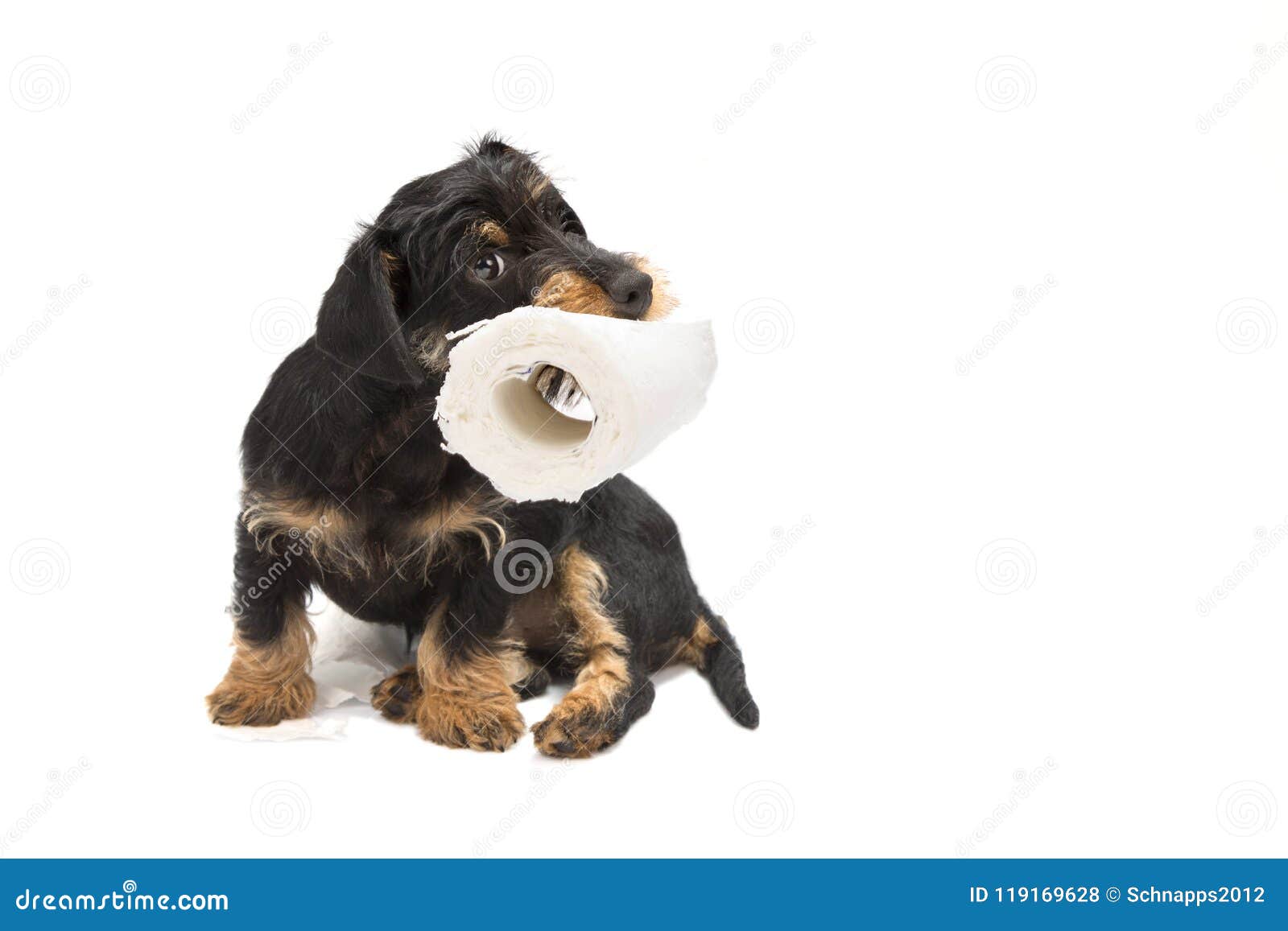 plush toilet paper dog toy