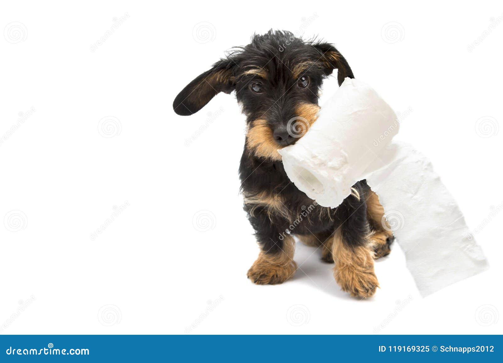 Wackeldackel Stock Photo - Download Image Now - Car, Toilet Paper,  Dachshund - iStock