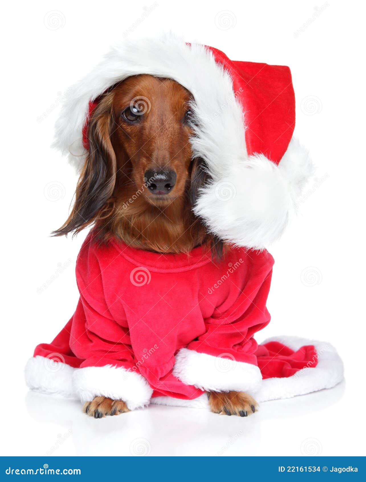 dachshund santa hat