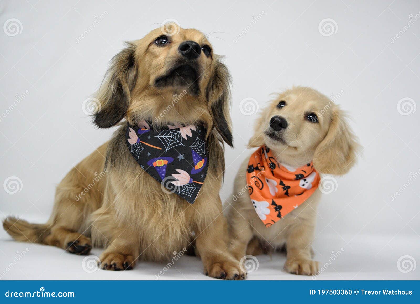 Dachshund Puppy Wearing Bow Tie Stock Photo Image of mammal, snout