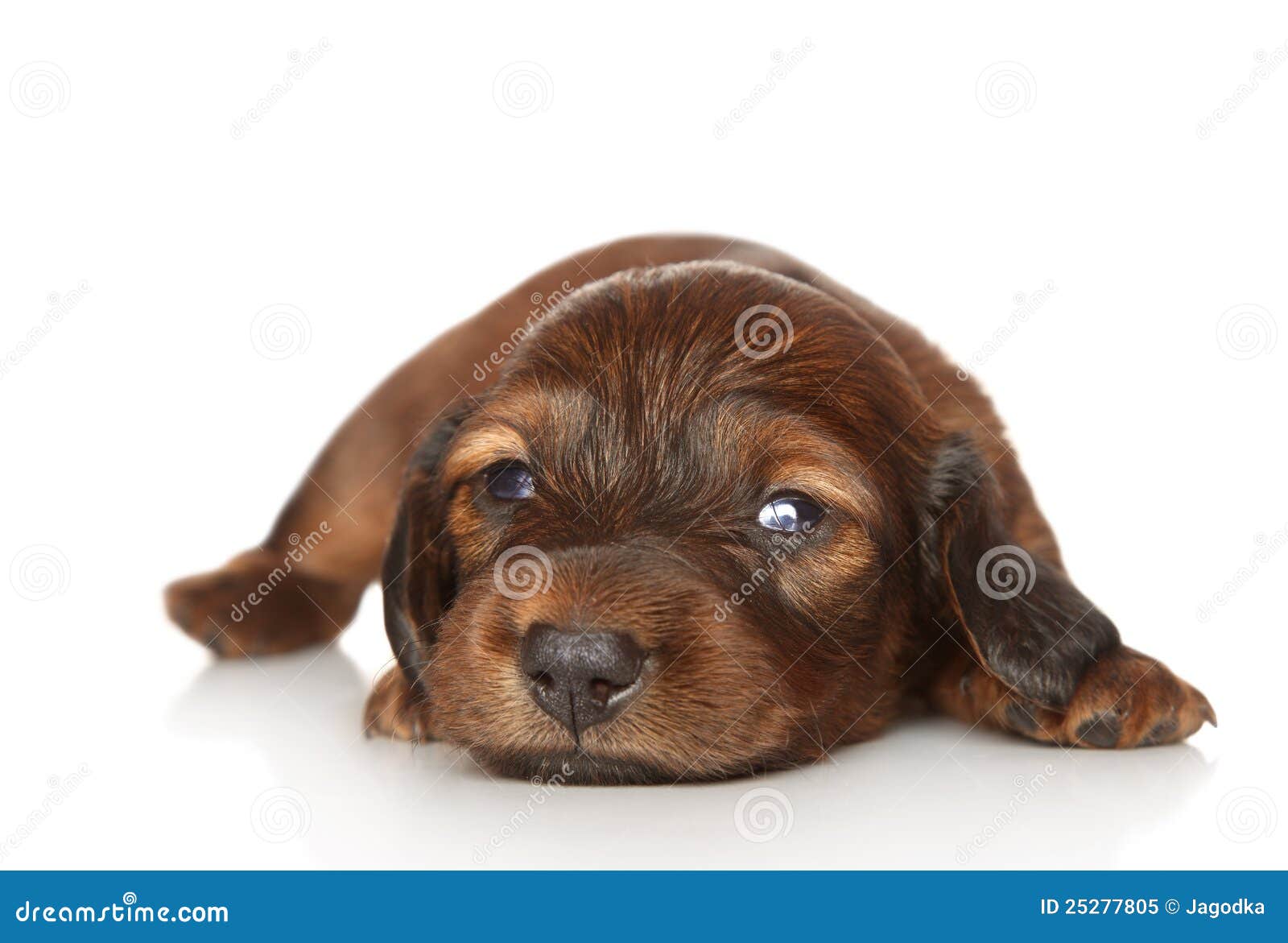Dachshund Puppy On White Background Stock Image Image Of