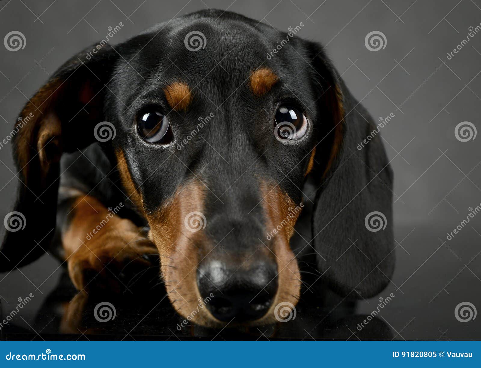 Dachshund`s Portait on a Dark Gray Studio Stock Image Image of