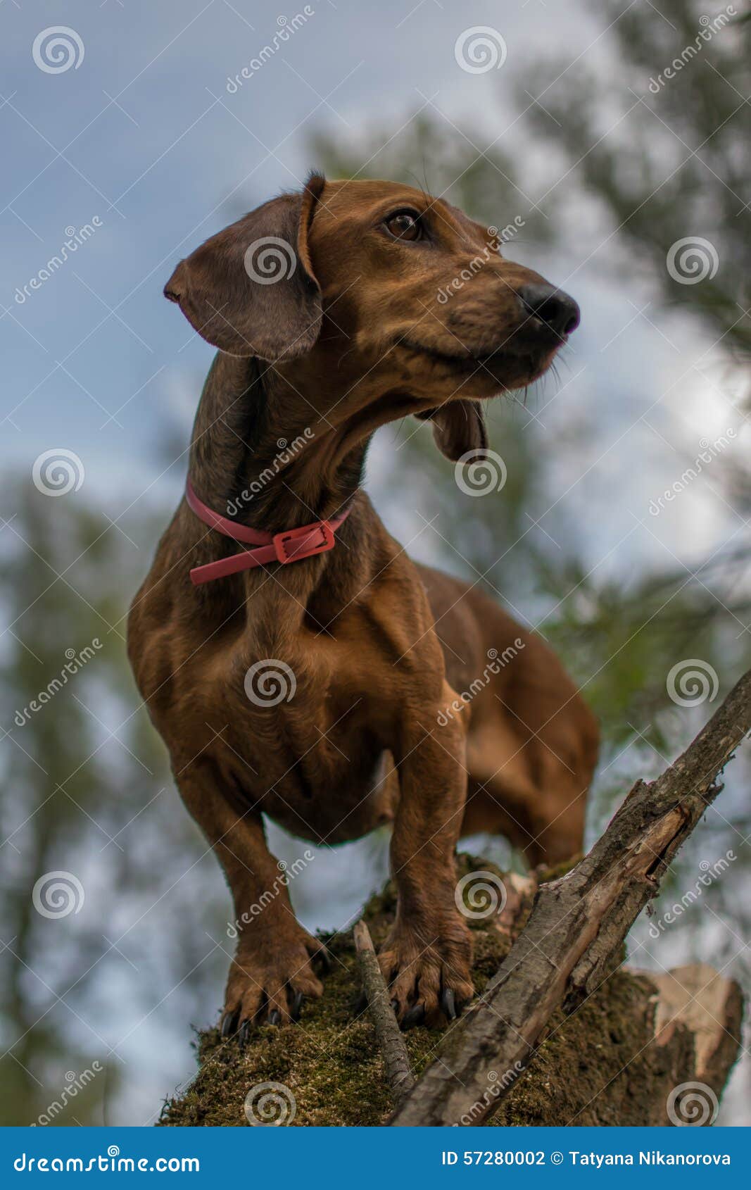 Dachshund stock photo. Image of colorful, lazy, tree 57280002