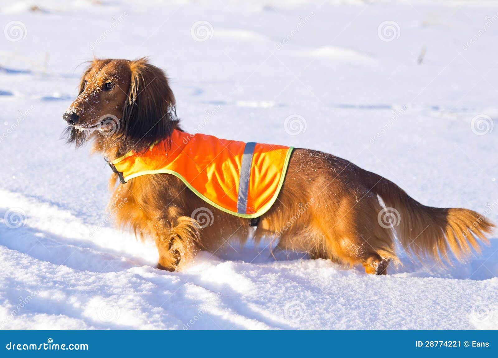 Dachshund in Vest on Winter Hunting Stock Image Image of snow, winter