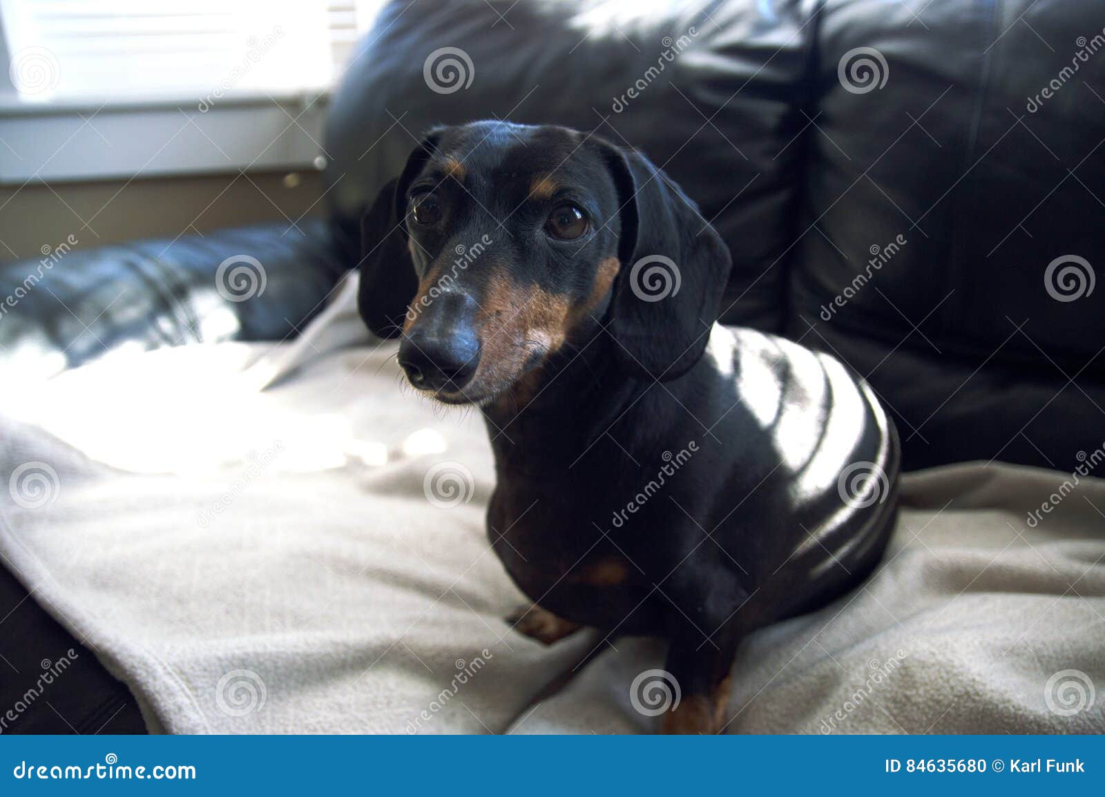 dachshund weiner dog puppy abstract bohkeh