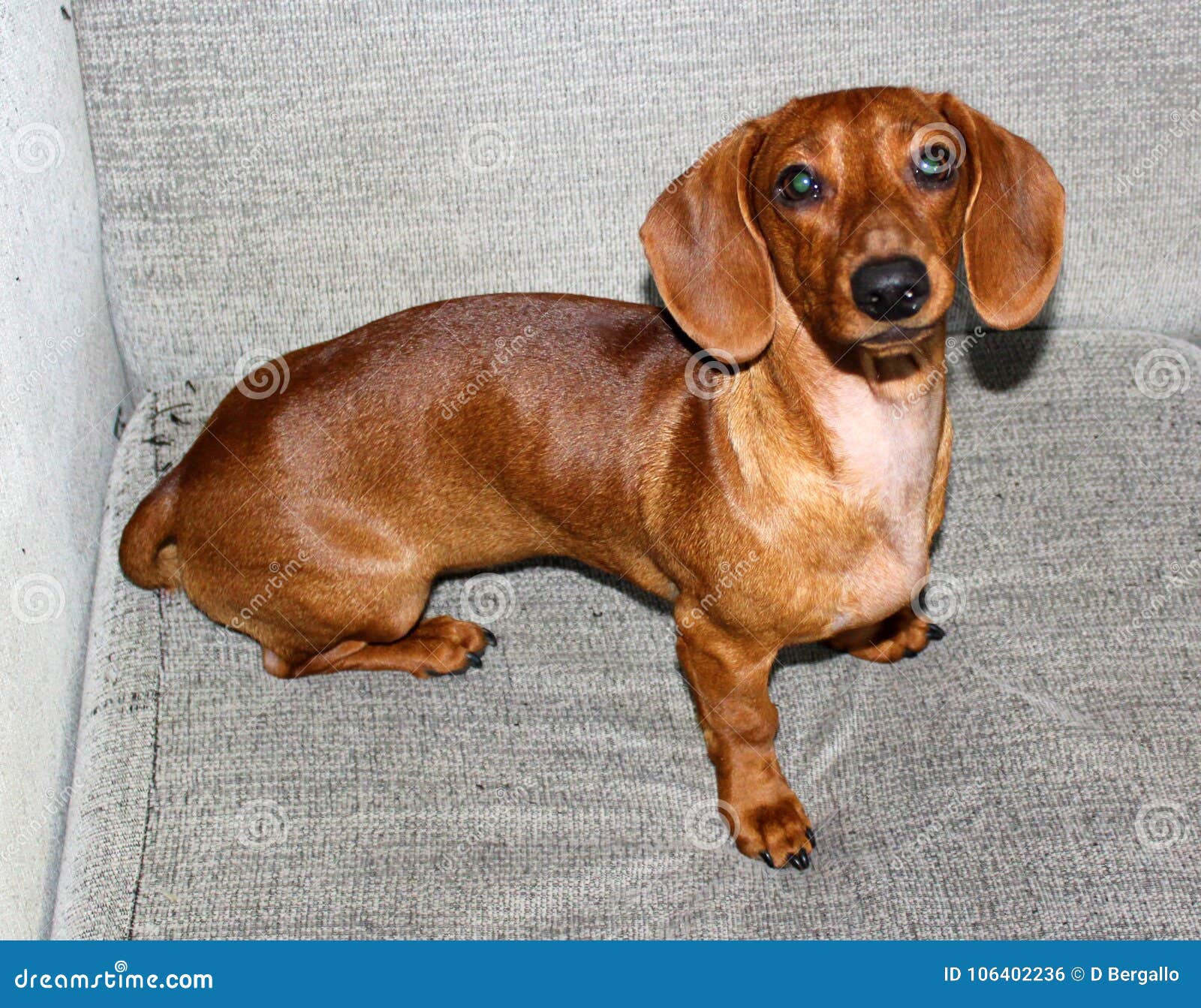 is a dachshund a weiner dog