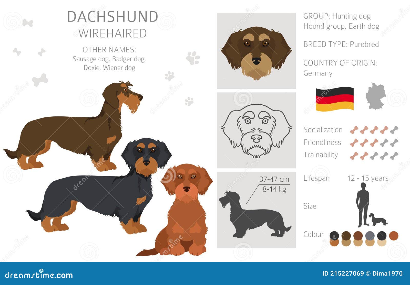 different dachshund coats