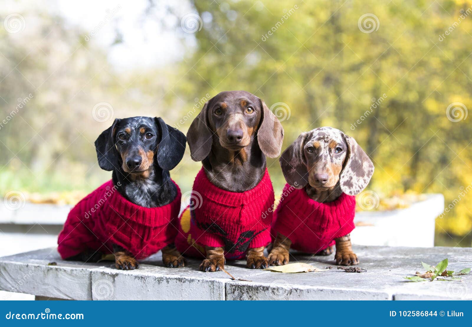 dachshund knitted jumper