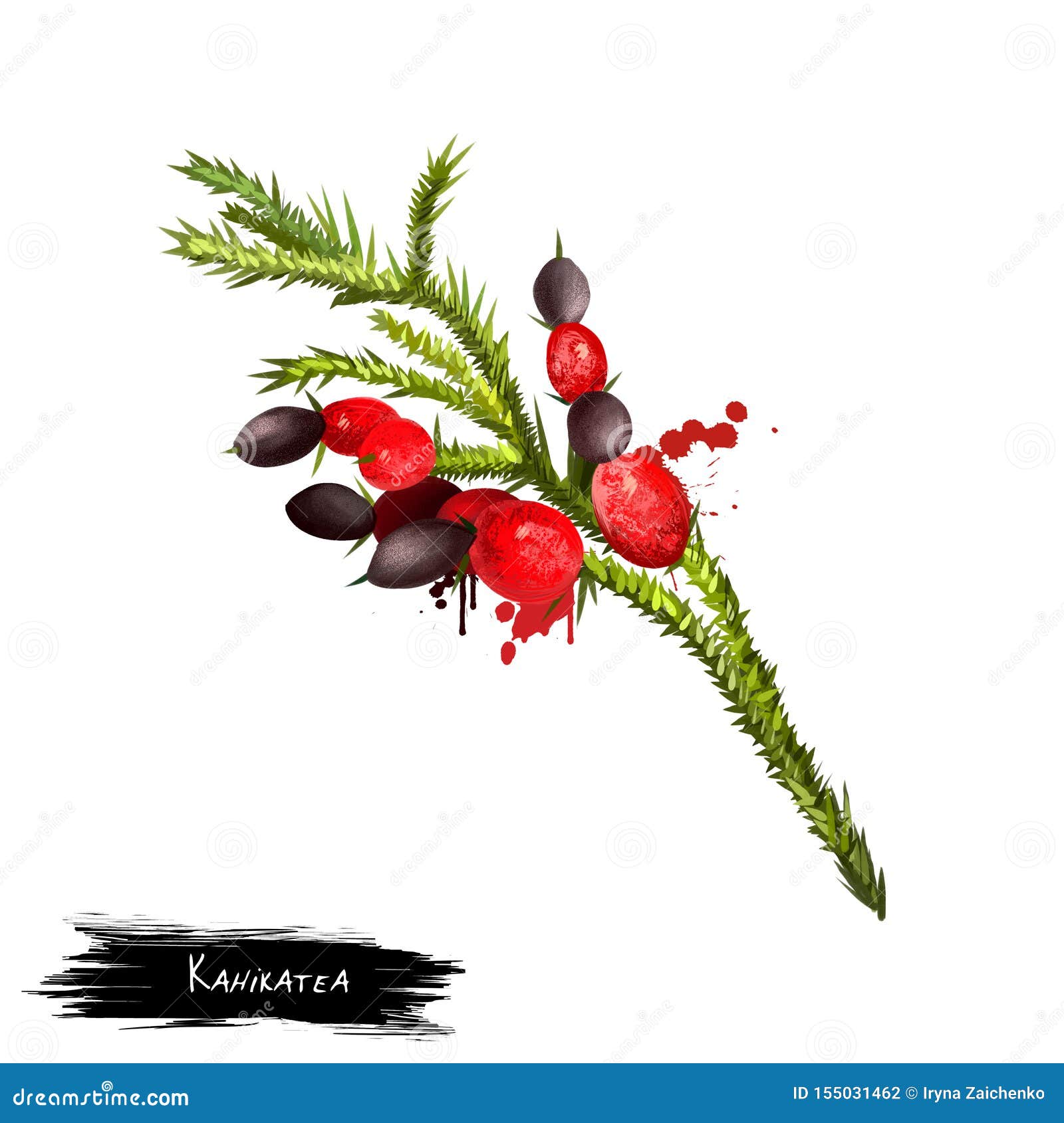 Dacrycarpus dacrydioides or kahikatea isolated on white. Used to make boxes for exporting. Cone scales swelling at maturity into an orange to red, fleshy, aril with a single apical seed. Digital art