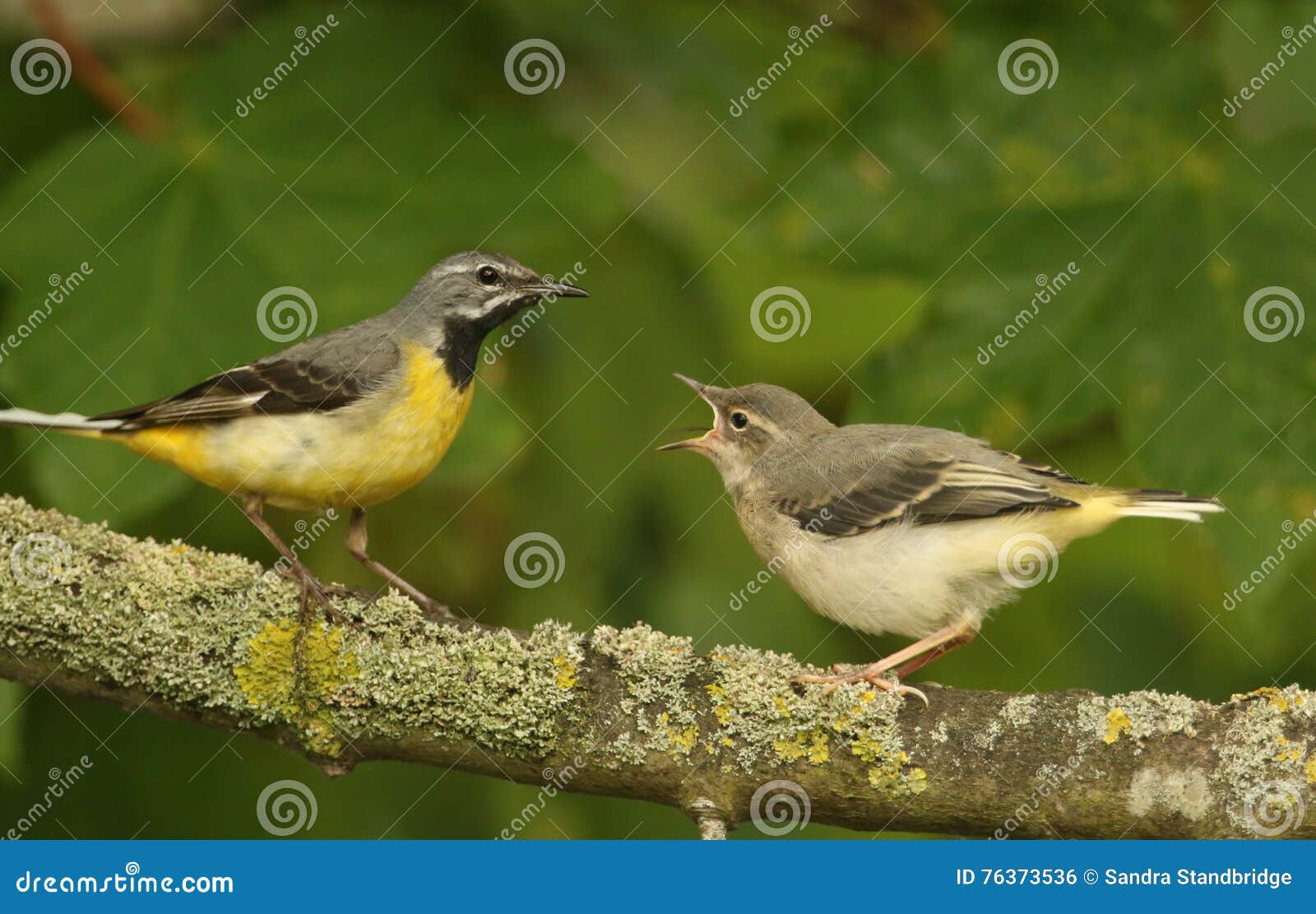 grey wagtail