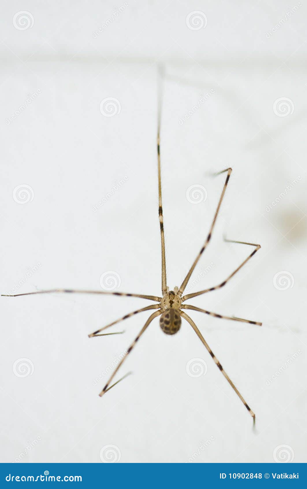 Daddy Long Legs Spider Royalty-Free Images, Stock Photos