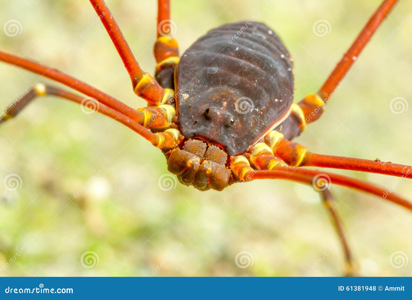 HARVESTMAN or DADDY-LONG-LEGS Order Opiliones Stock Photo - Alamy