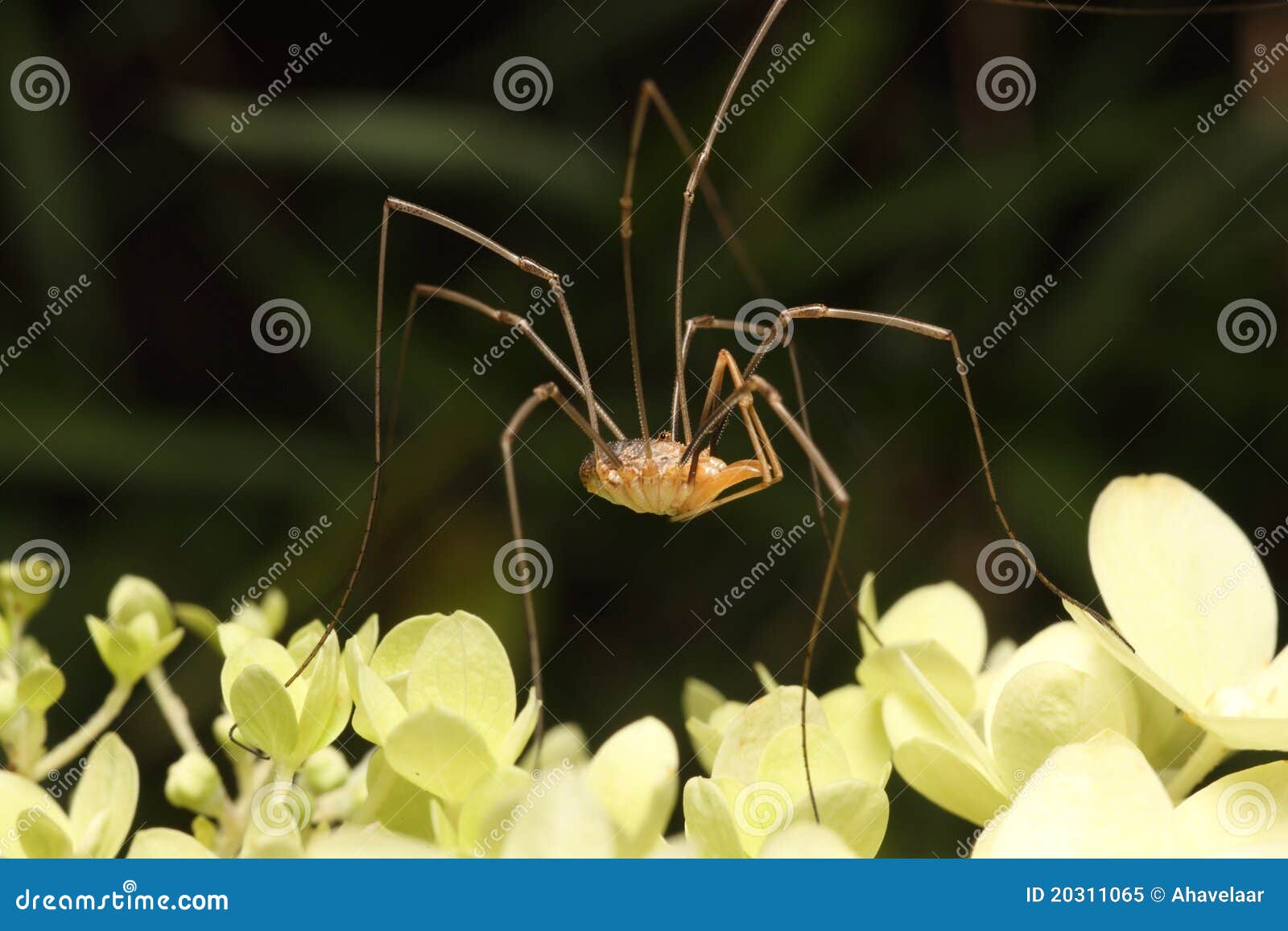 428 Opiliones Spider Stock Photos - Free & Royalty-Free Stock Photos from  Dreamstime