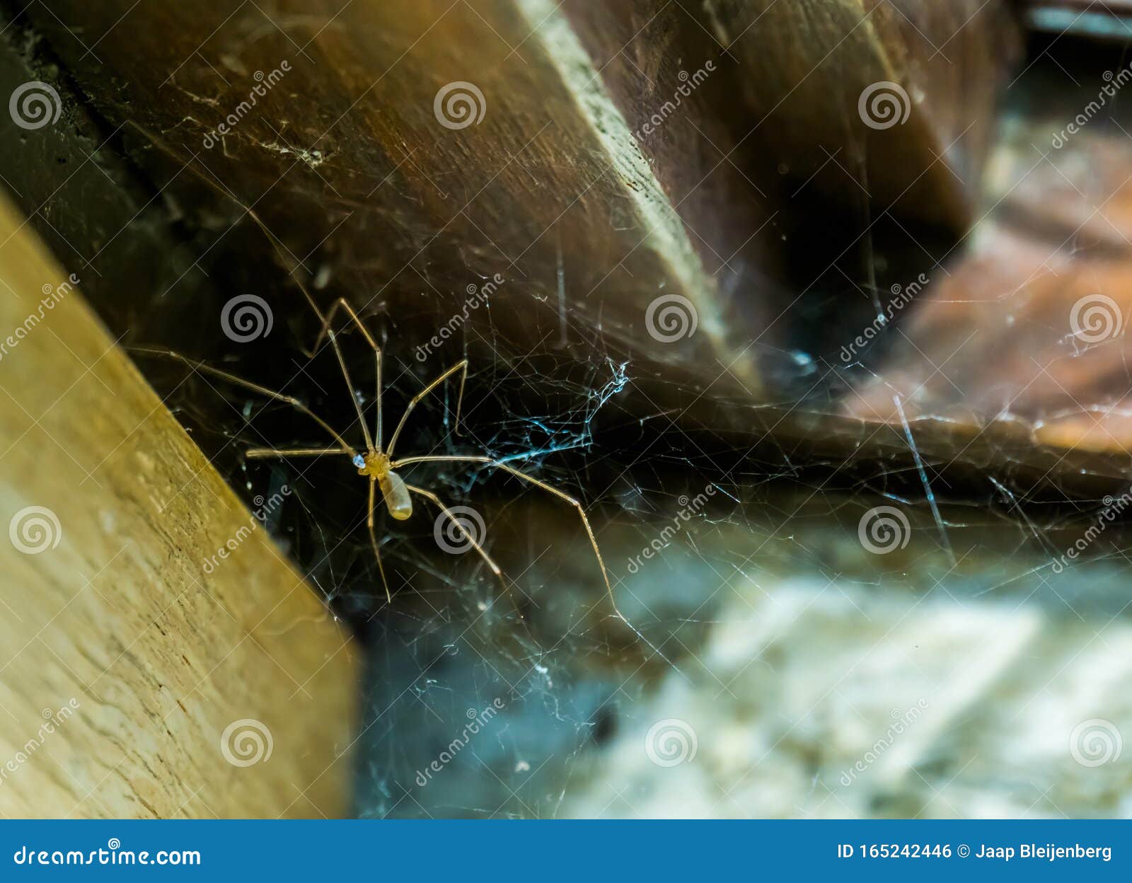 daddy long legs spider in its web, common house spider, cannibalistic specie when food is scares