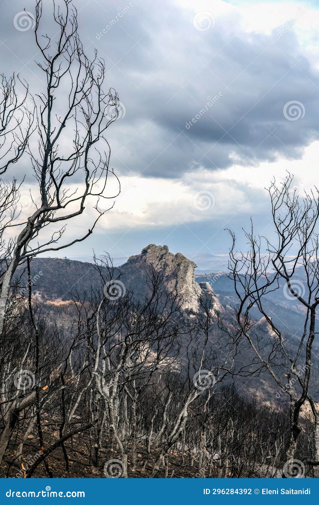 dadia forest restoration and regrowth after wildfire evros greece, mount parnitha, rodopi, euboea island, evia, british columbia,