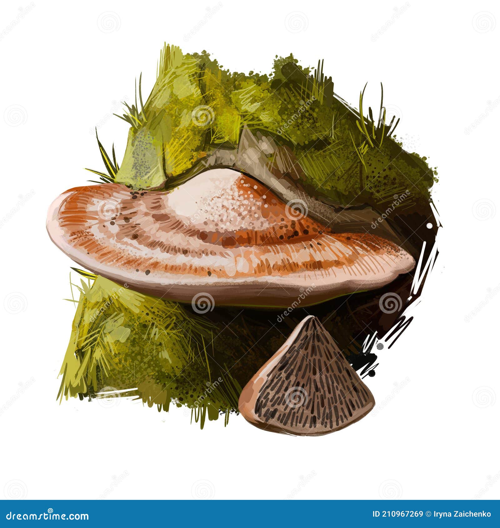 daedaleopsis confragosa, thin walled maze polypore or blushing bracket mushroom closeup digital art . boletus has