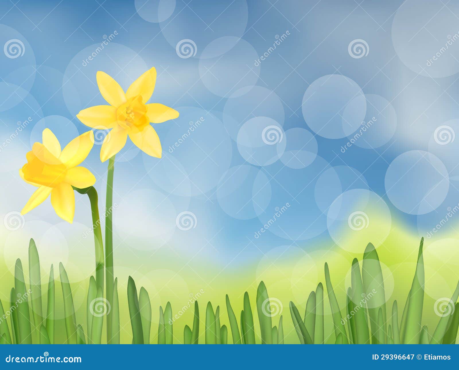 Daffodil stock illustration. Illustration of copy, meadow 29396647