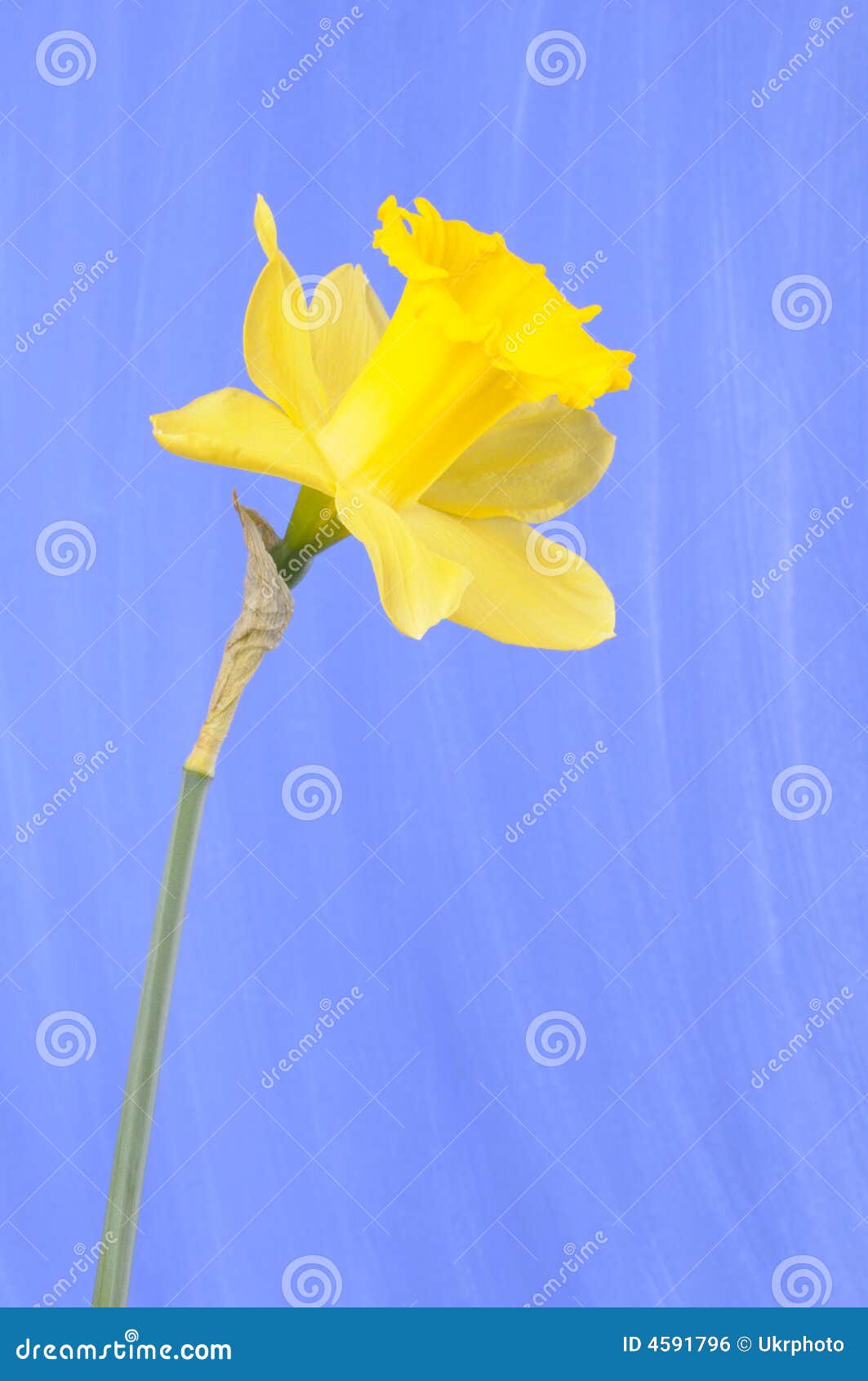 Daffodil stock photo. Image of watercolor, floral, petal 4591796