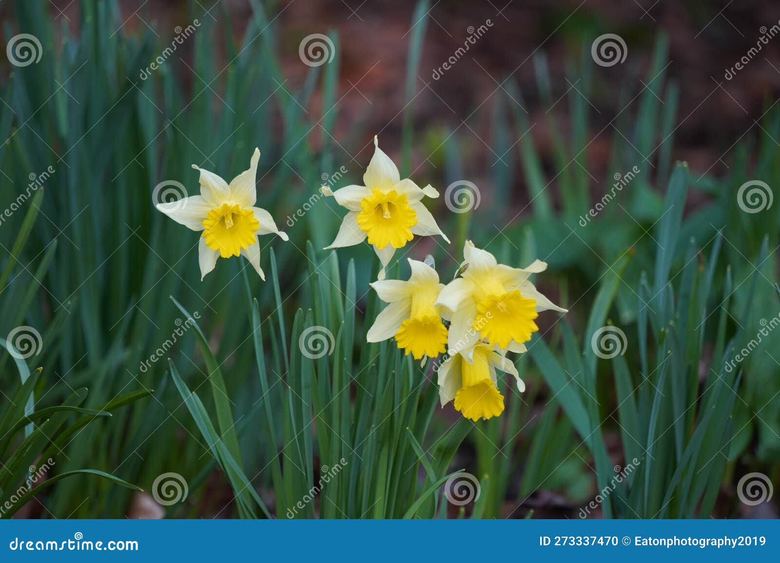 Daffodil in the sun stock photo. Image of angiosperms 273337470