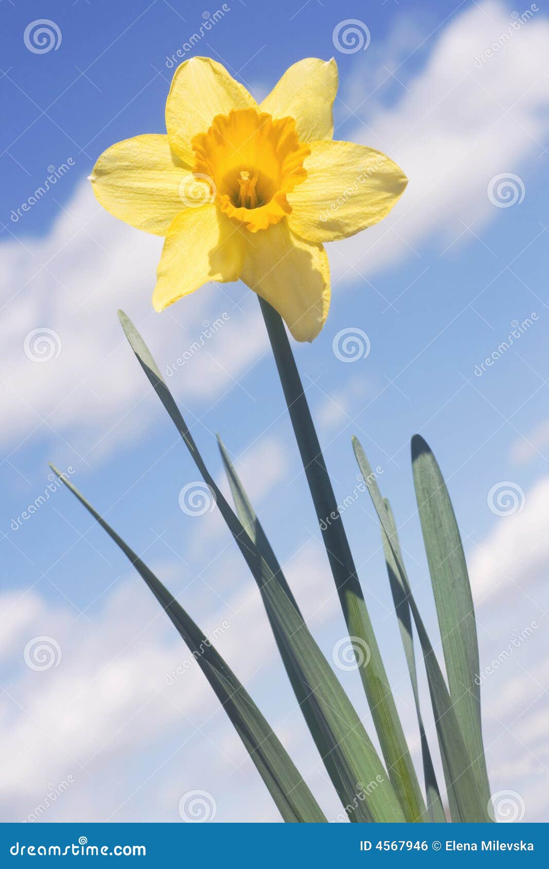 Daffodil against sky stock photo. Image of happy, white 4567946