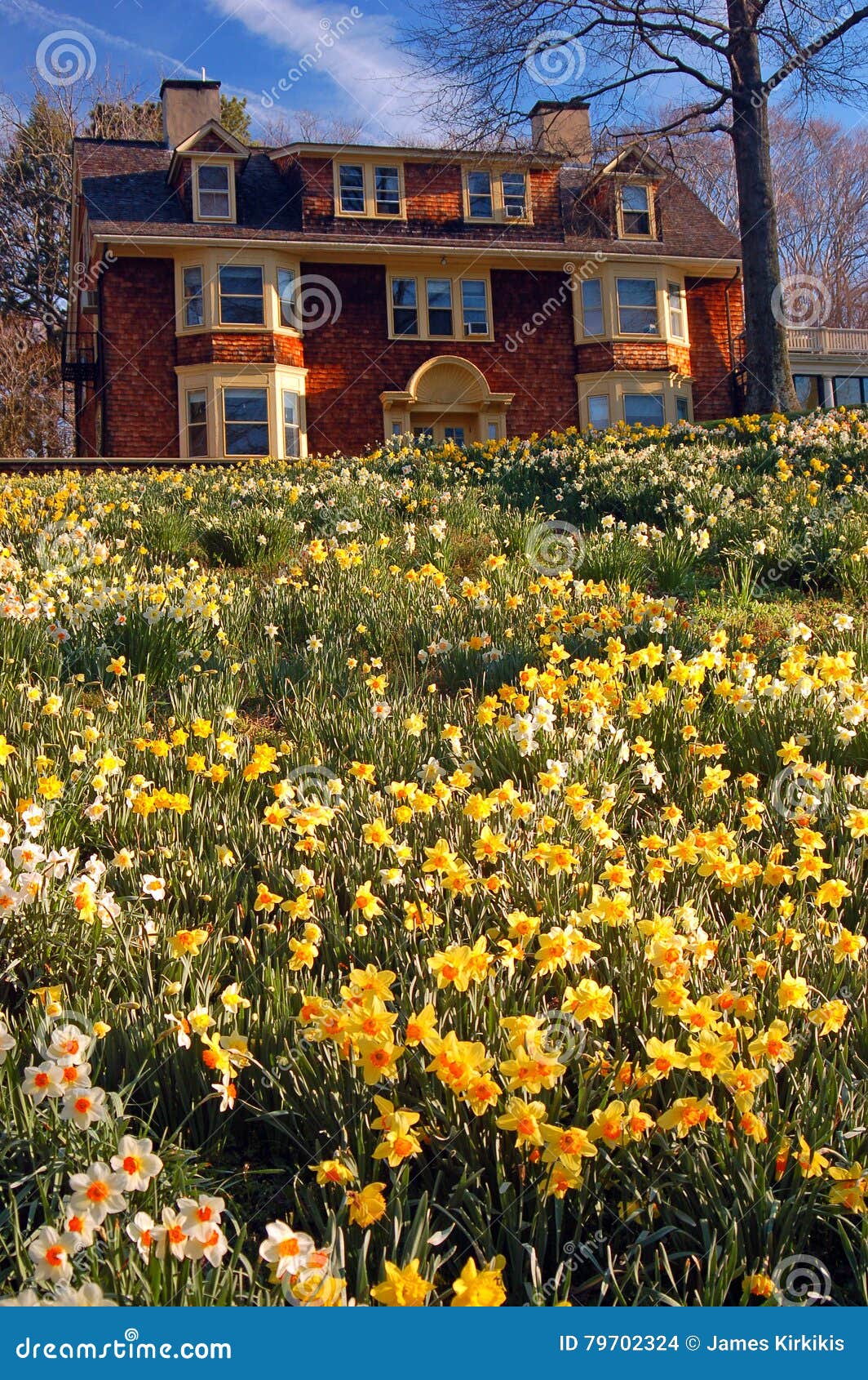 Daffodil Bloom editorial stock image. Image of exterior 79702324