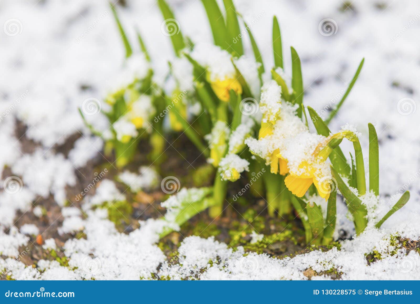 Daffodil Blooming through the Snow Stock Image Image of bloom, cold