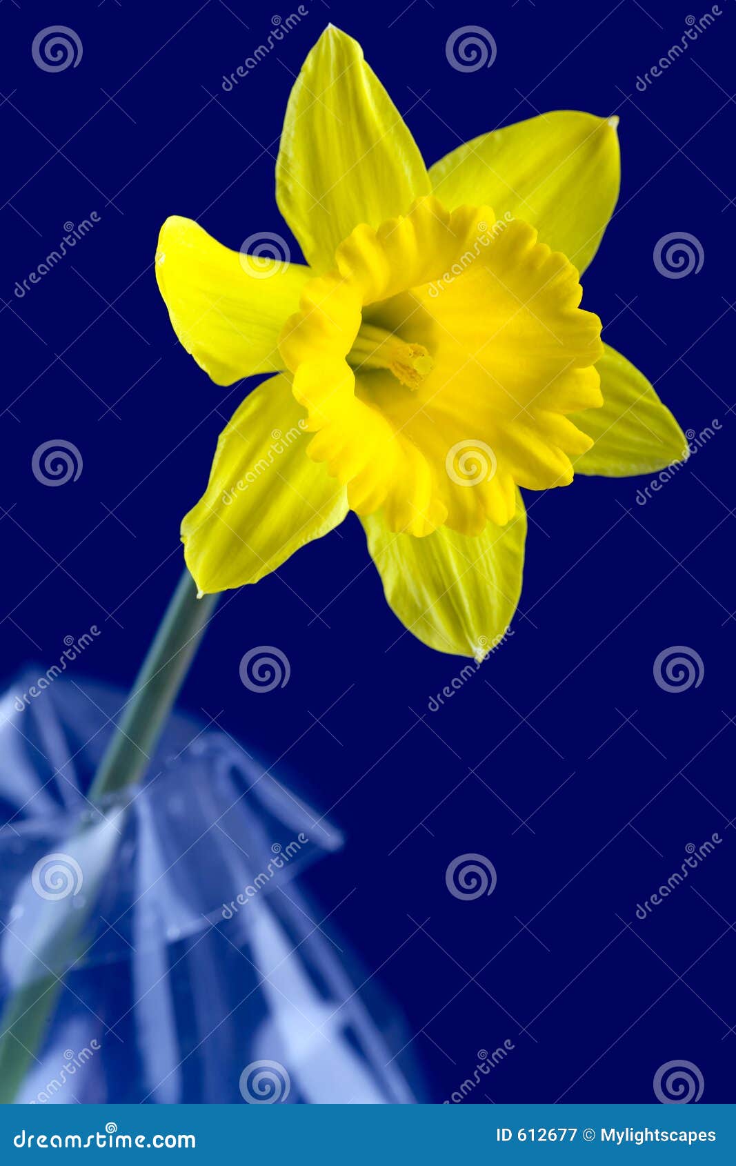 Daffodil and Blue Background Stock Image Image of flowers, flora 612677