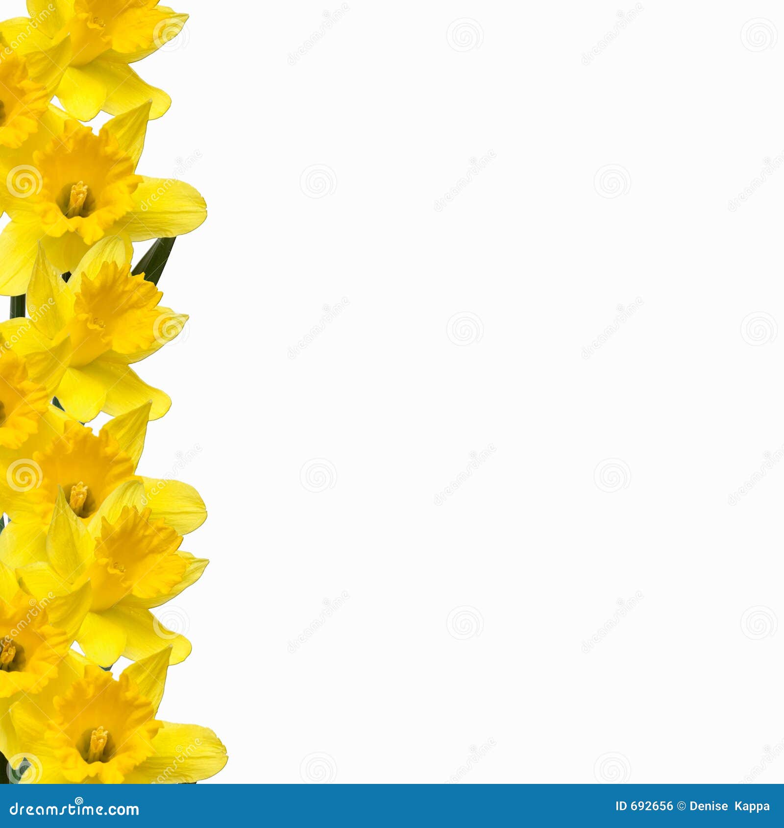 free clip art daffodil border - photo #13