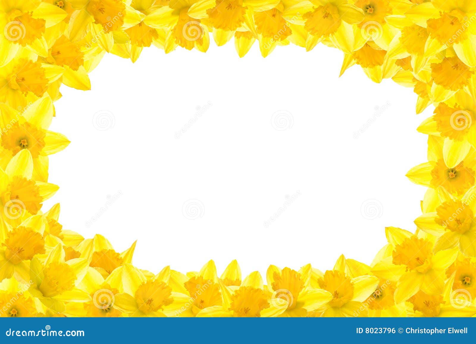 images clipart jonquilles - photo #44