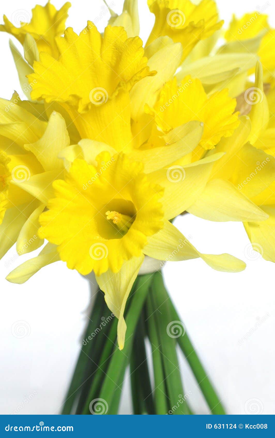 images clipart jonquilles - photo #42