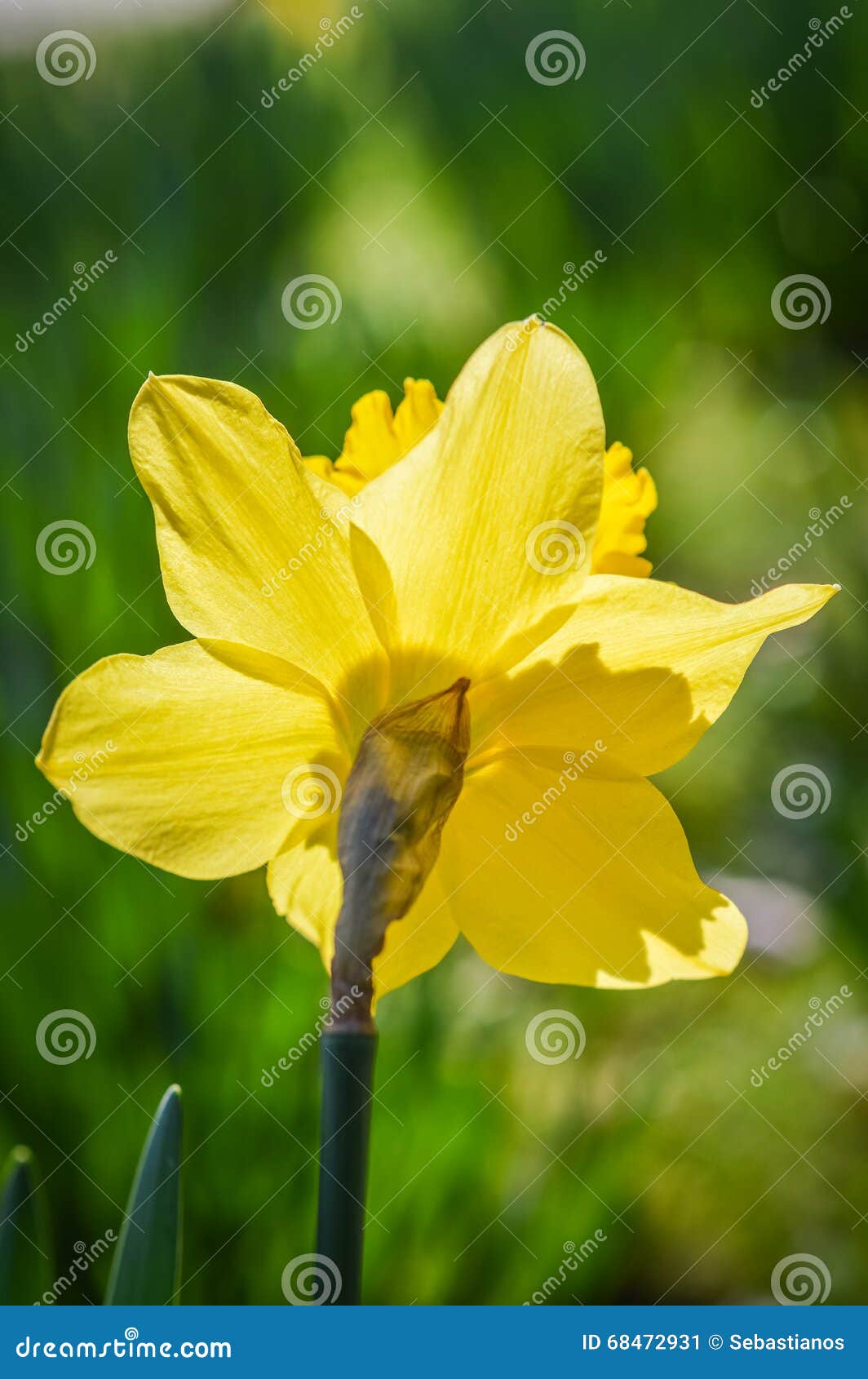 Daffodil in Bright Sunlight Stock Image Image of natural, flower
