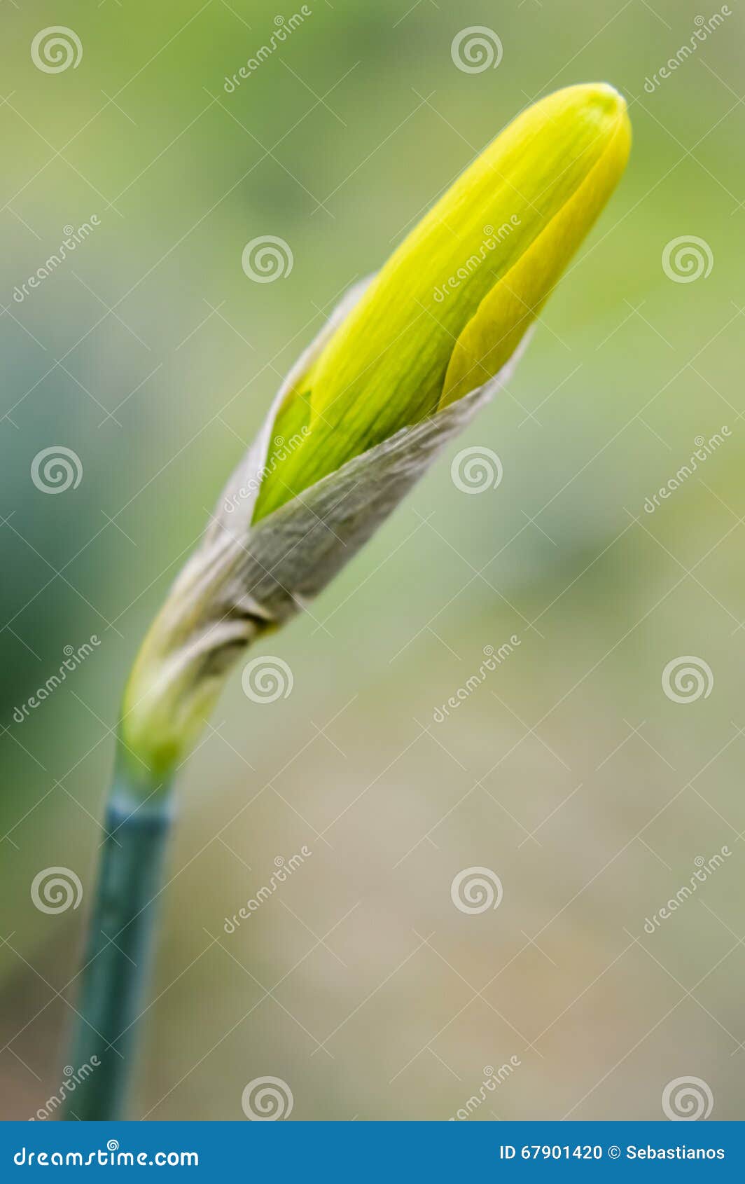 Daffodil bud stock photo. Image of simplicity, outdoors 67901420