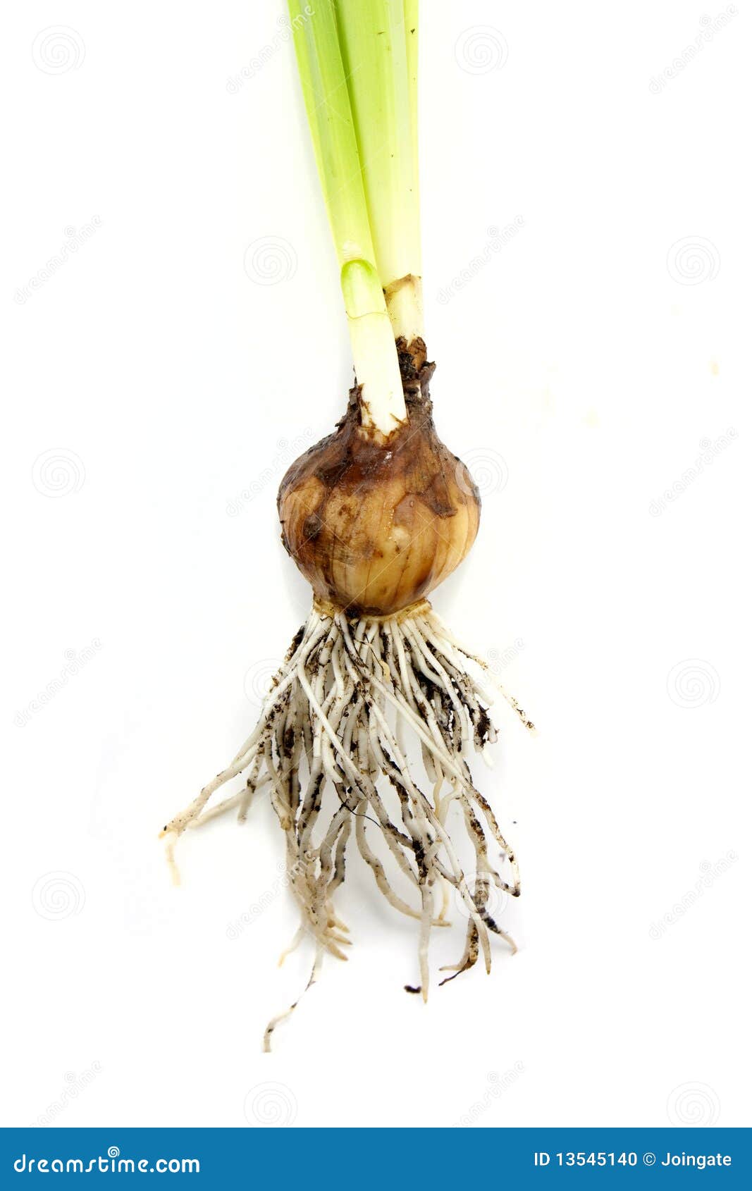 Daffodil bulb stock photo. Image of bulb, narcissus, background 13545140