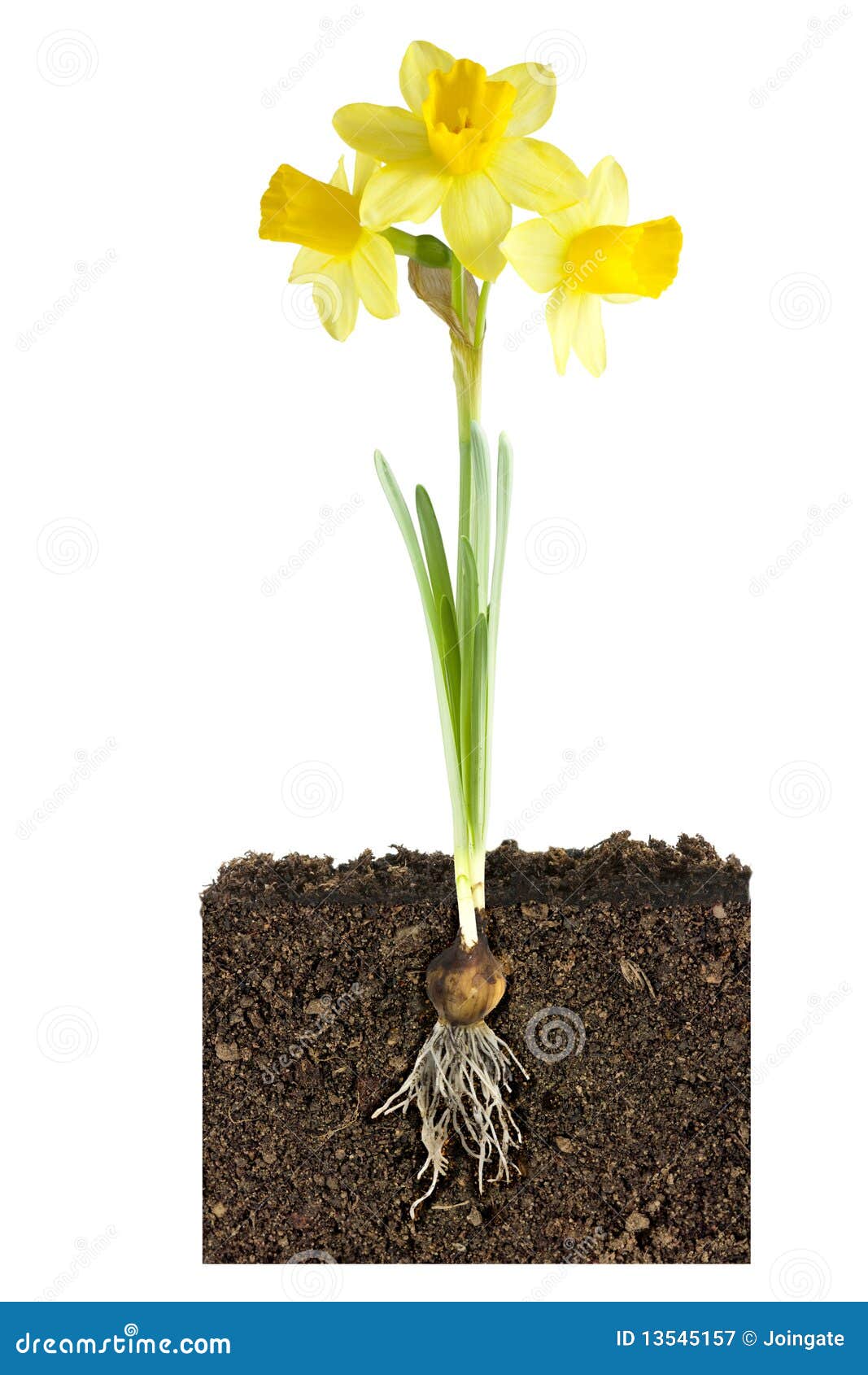 growth dreams