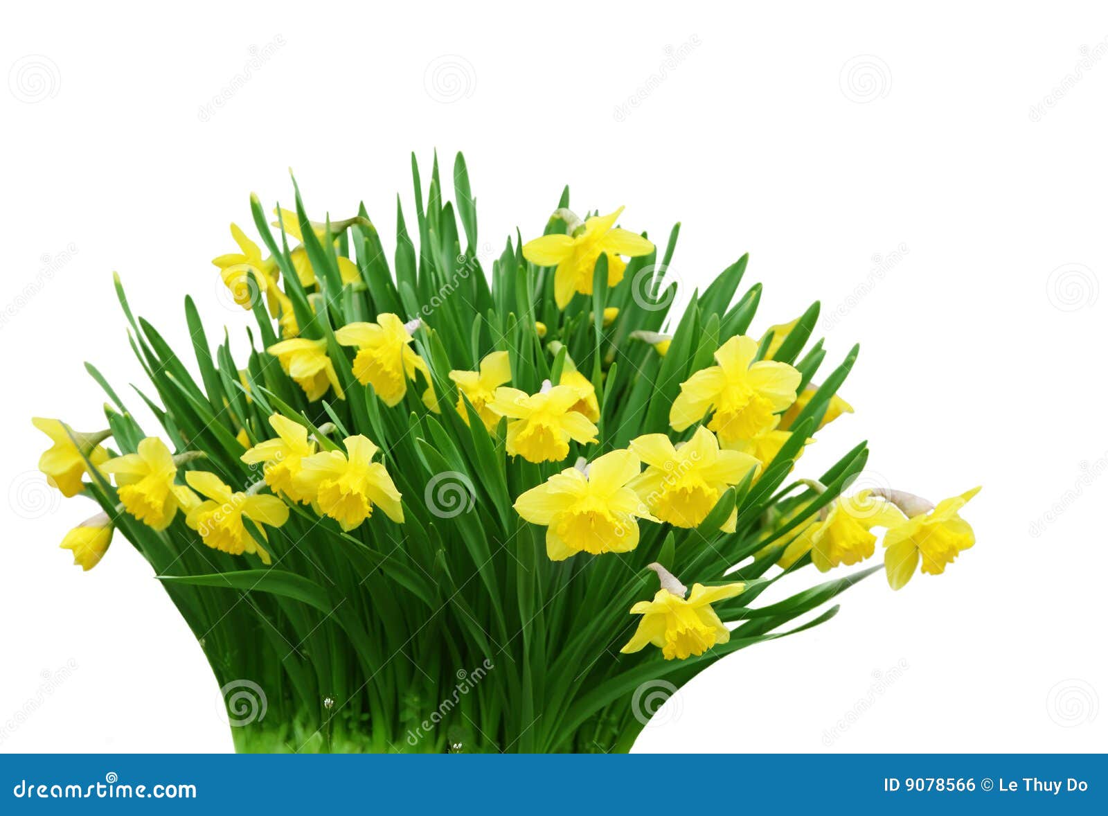 Daffodil Bunch stock photo. Image of nature, daffodil 9078566