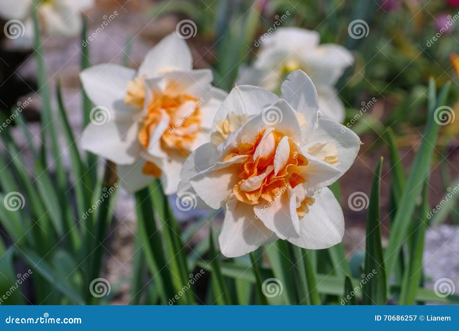 daffodil is called replete